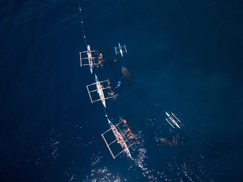 Oslob Whale Shark Watching